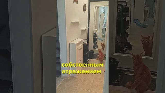 Свет Мой Зеркальце. Неотразимый Феня Нарцисс. Кот Феня, он же Феникс смотреть онлайн