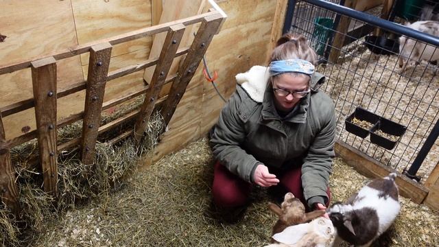Do you want to breed goats? Getting Started with Goats Part 3 смотреть онлайн