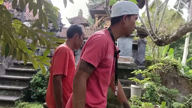 Puluhan bonsai serut mini ada disini смотреть онлайн