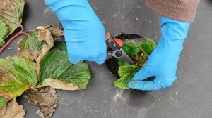 Обрезка клубники весной