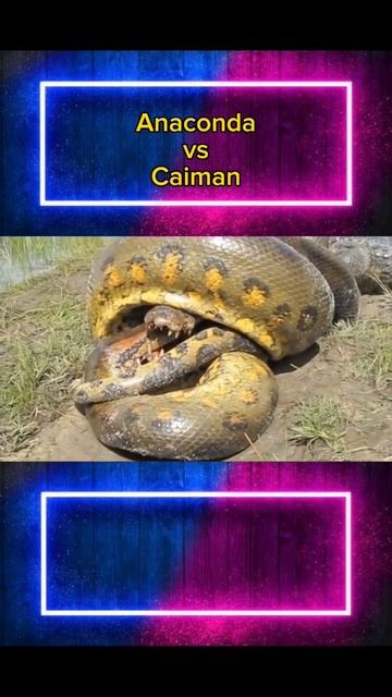 Anaconda Vs Caiman #azanimal #shorts #animals