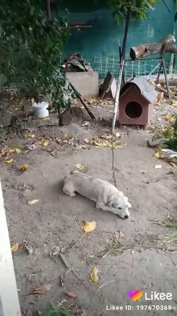 Песня ты пчела я пчеловод смотреть онлайн