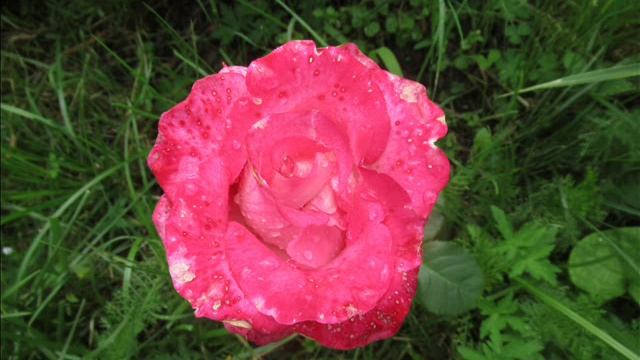 Лепетан Мор Фильм Алёнушкин Сад - Счастья... 1 часть.