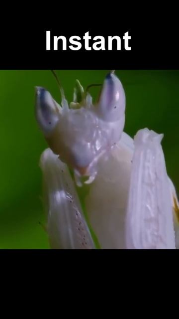 Mantis Strike #shorts #trending #animals смотреть онлайн