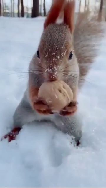 Squirrel eating walnut смотреть онлайн