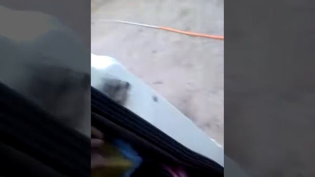 Газел смотреть онлайн