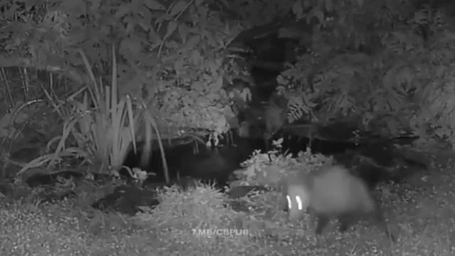 Пранк из дикой природы.. смотреть онлайн