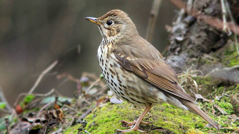 Певчий.дрозд смотреть онлайн