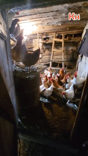 Деревенские будни