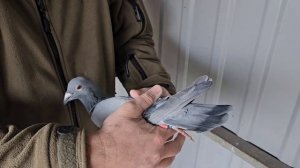 спортивные голуби 2024 Rasing  pigeons