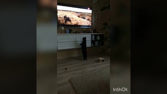 кошка смотретрет фильм🤣😹 смотреть онлайн