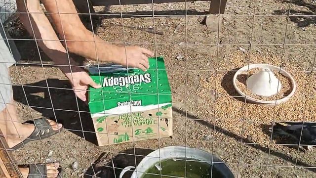 Новички! Голубочки из Москвы. 29.07.22 г. смотреть онлайн