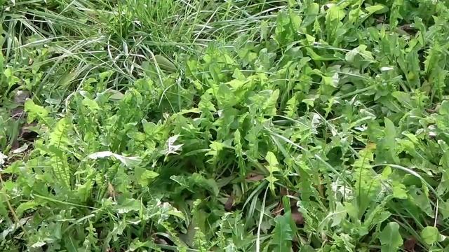 Soil Health Cards - 3 5 Plant colour смотреть онлайн