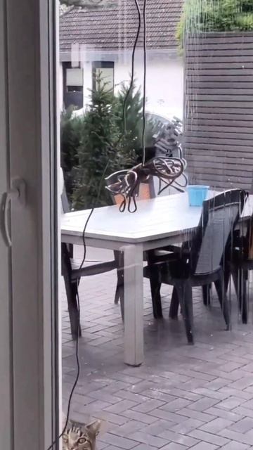Муж купил нового помощника. Кот Мегабайт в шоке! Робот мойщик окон 🤣🤣🤣 смотреть онлайн