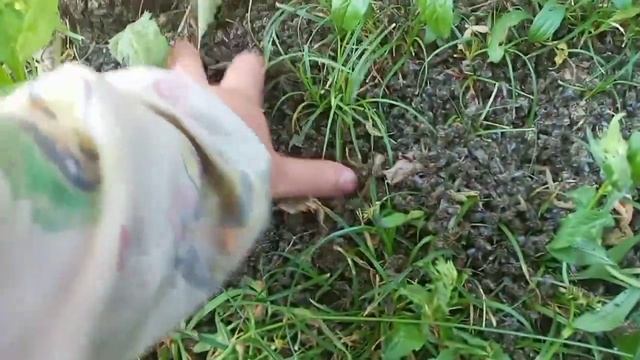 15 Дней АДА на Пасеке.МАССОВАЯ ГИБЕЛЬ ПЧЁЛ. смотреть онлайн