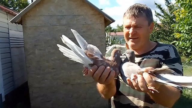 Николаевские голуби смотреть онлайн