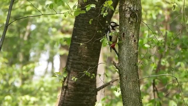 Звуки ЛЕСА,лечебное пение птиц смотреть онлайн