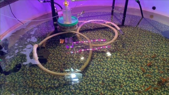 Пруд в гараже.Рыбы растут.Все нормально. смотреть онлайн