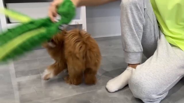 Марк показывает автомобили разных марок - Audi Bugatti Chevrolet Dodge смотреть онлайн