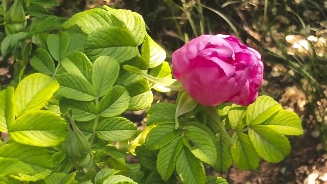 Bumblebees,🐝🐝🐝 and pink, rose🌺🌹🌹🌹🌺🐝, шмели, и розовый, шиповник, смотреть онлайн