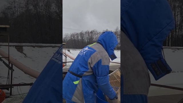 Запуск форели смотреть онлайн