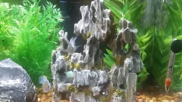 My Kirin Cichlid + Mini Tour смотреть онлайн