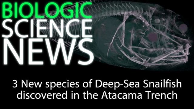 Science News - 3 New species of Deep Sea Snailfish discovered in the Atacama Trench смотреть онлайн