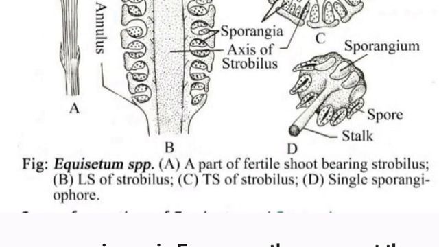 Equisetum (life cycle)lecture :-3|TGT|PGT Biology|Lt grade|GIC biology|By Priyal bhati смотреть онлайн