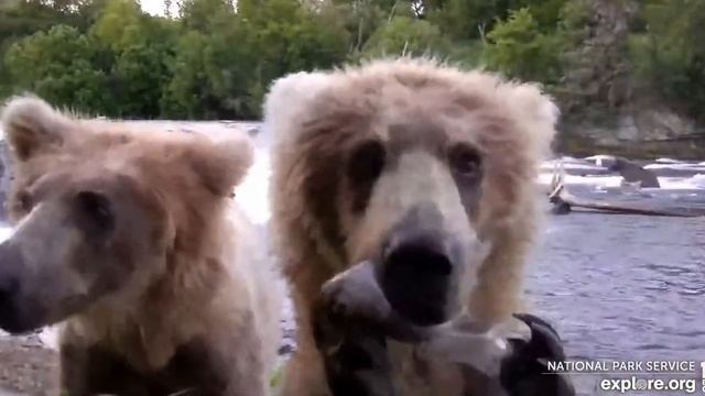 128's cubs close to the low camera - Explore.org June 29, 2022 смотреть онлайн