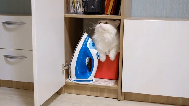 Кот Морфей /5/ Morpheus The Cat смотреть онлайн