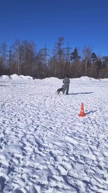 Дрессировка собак #стаффорд