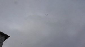 Николаевские голуби. г.Терновка 95.Первые полеты ч2.