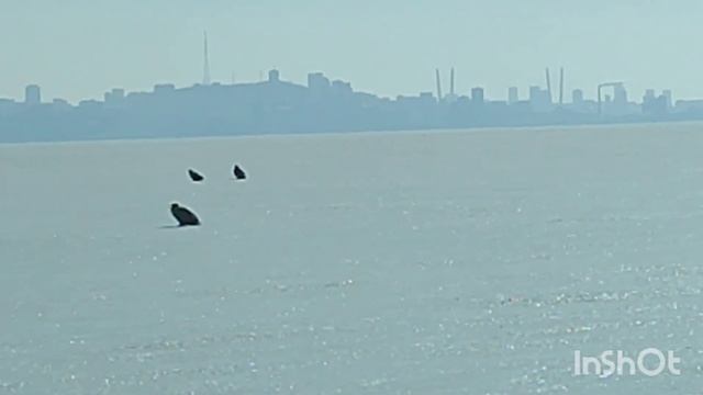 Субботний день только для рыбалки Амурский залив Японское море Зимняя подледная рыбалка и отдых смотреть онлайн
