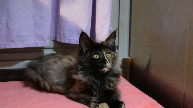 Мейн Кун девочка красотка, черная солидная черепаха смотреть онлайн