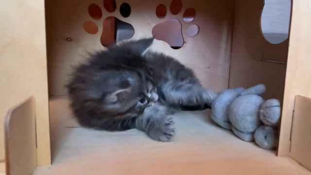 Мейн кун 🌟котенок🐈⬛1 мес. смотреть онлайн