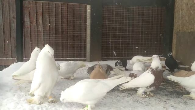 андижанские голуби смотреть онлайн