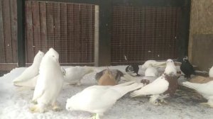 андижанские голуби