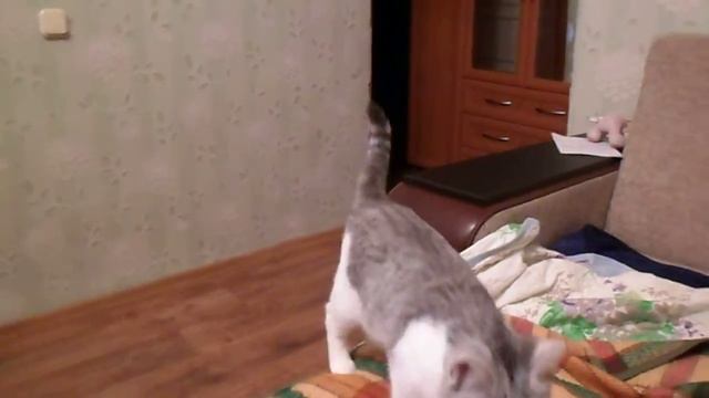 Необычная кошка смотреть онлайн