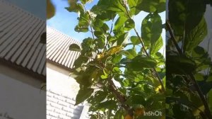 Обрезка алычи "Кубанская комета".#обрезкасада #tagetes