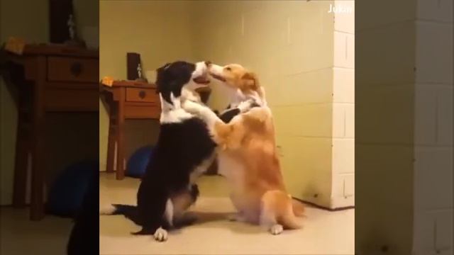 Животные Хотят Подружиться смотреть онлайн