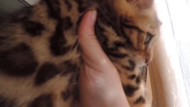 Кошка Коко Шанель 2,5 мес смотреть онлайн