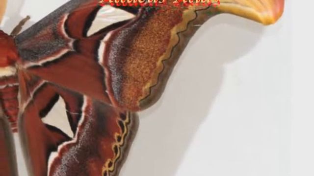Attacus Atlas смотреть онлайн