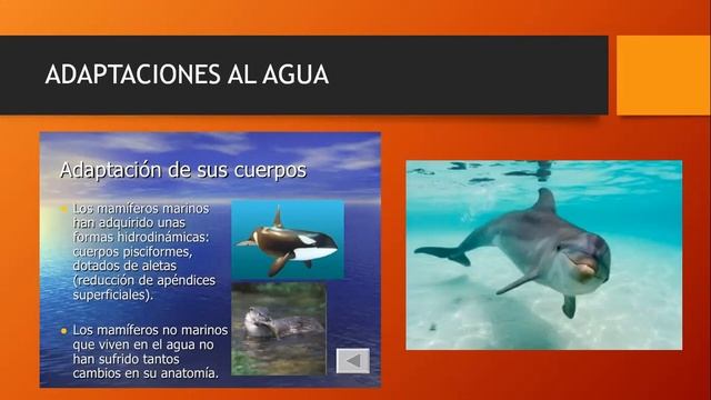 AFECTACION DE LOS SERES VIVOS ALL AMBIENTE 3º смотреть онлайн