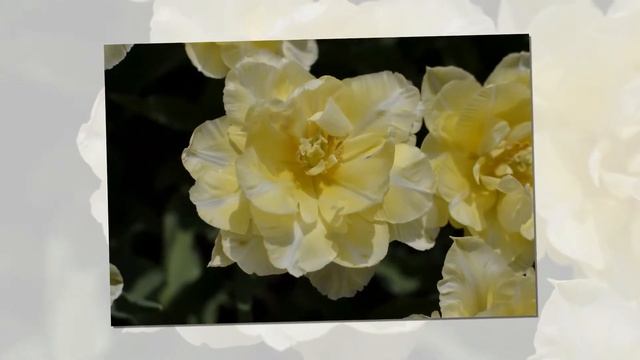 Tulipanowy show смотреть онлайн