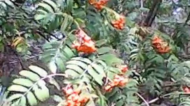 Рябина Оранжевая почти спелая 14 Августа 2023год смотреть онлайн