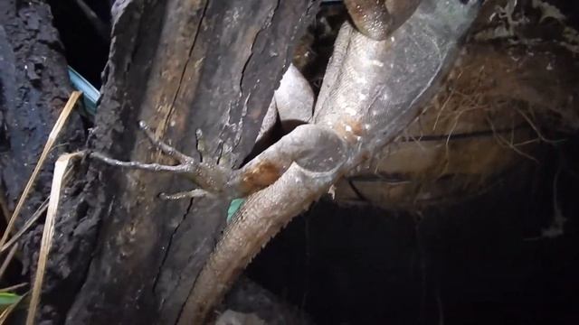 Boyds Forest Dragons!! смотреть онлайн