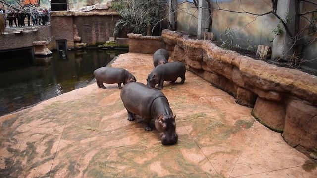 Завтрак бегемотов. Большие обжоры.
