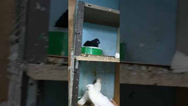 יונות למכירה- Продаю голубей смотреть онлайн