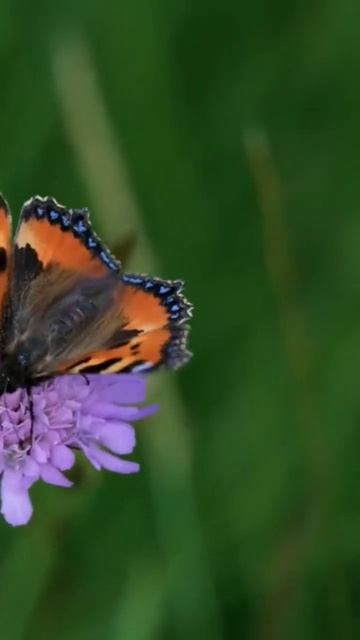 Beautiful Butterfly смотреть онлайн