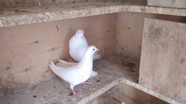 Бойные Голуби, Паровка голубей, 14.02.20 Грузия. Тбилиси смотреть онлайн